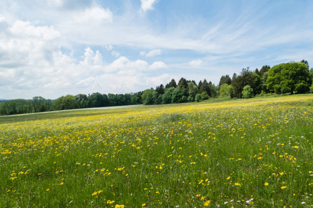 istock Landscape with Flowers 1217984648