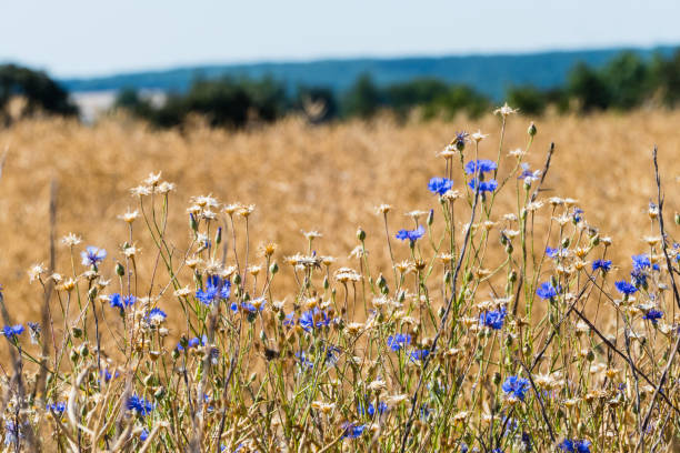 istock Many Blue Cornflowers in Nature 1217984734