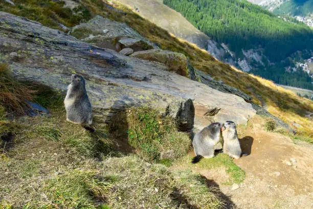 Marmots in Alp mountains.