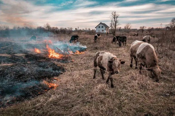 Photo of cows in the middle of burning grass