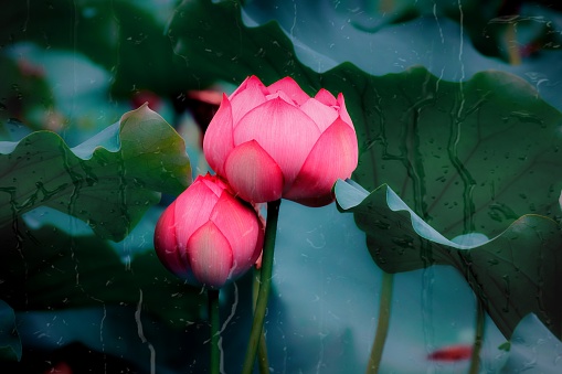 Close-up beautiful pink lotus in pond background
