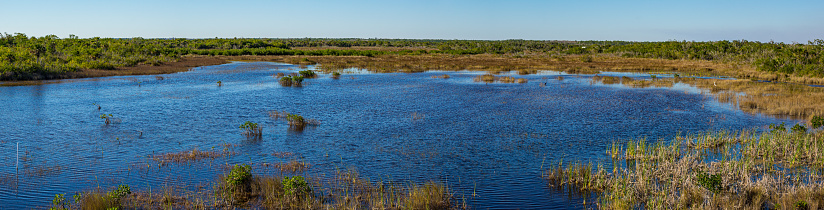 Panorama of a blue lake in the swamps of the Everglades National Park