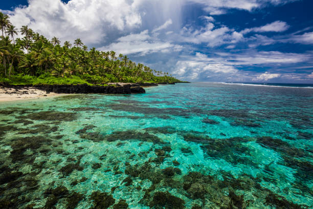istock Tropical beach on south side of Samoa Island with coconut palm trees 1217990461