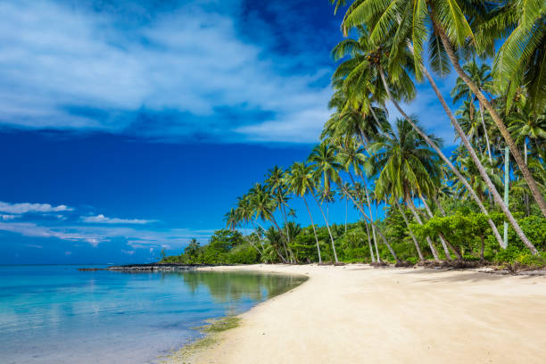 istock Tropical beach on south side of Samoa Island with coconut palm trees 1217991002