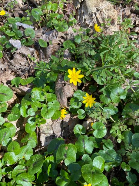 istock Yellow flowers on wood 1217991085