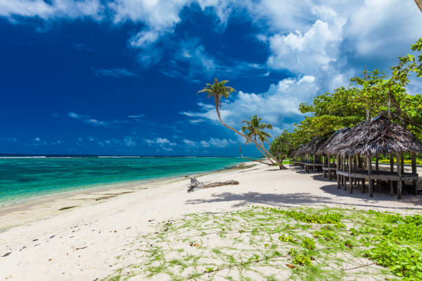 istock Tropical beach on south side of Samoa Island with coconut palm trees 1217992009