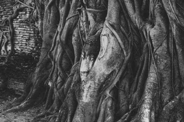Buddha stone head in holy Banyan tree root
