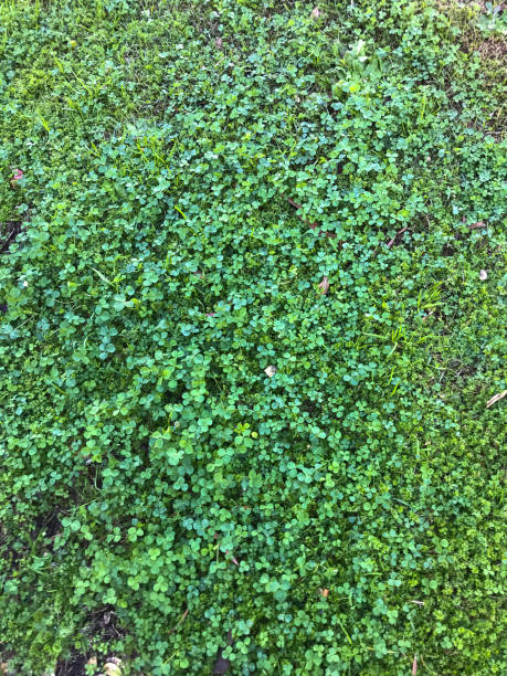 istock Field of clovers as a full frame texture 1217993836
