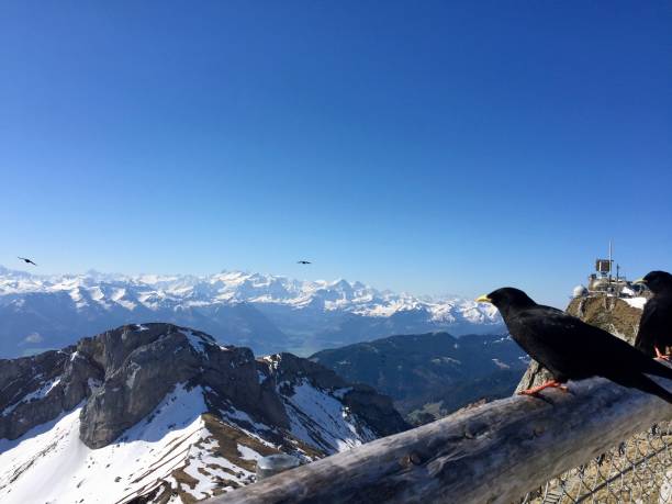 istock Birds flying in snowy mountains 1217994248