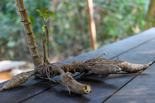 A tapioca root on a table ready to be peeled and eaten raw.