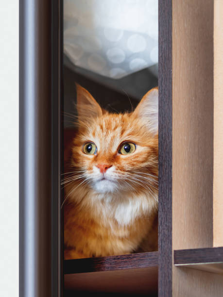 istock Cute ginger cat is hiding on shelf inside wardrobe. Fluffy pet is staring through half-open door. Curious domestic animal. 1217997464