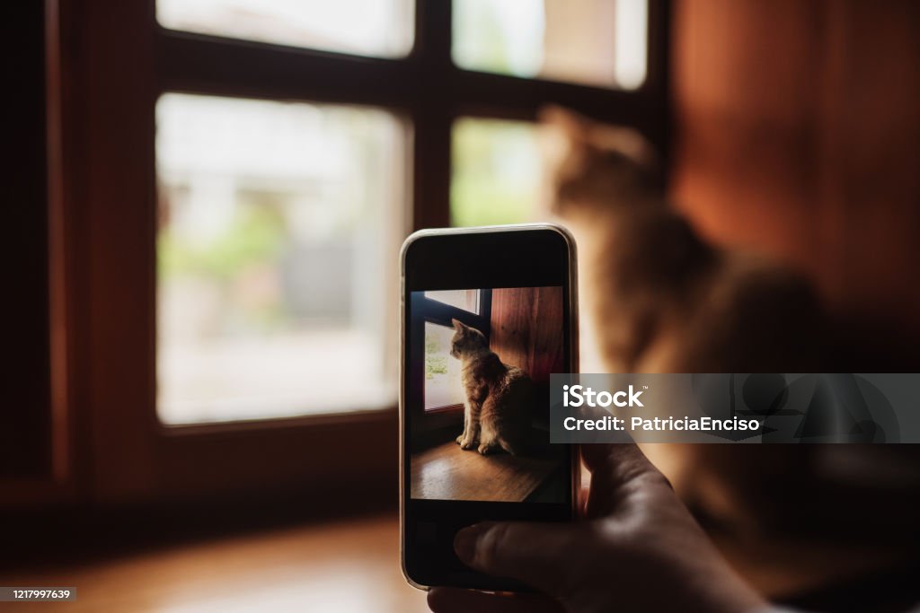 Taking a picture of a cat Taking a picture of a ginger cat Domestic Cat Stock Photo