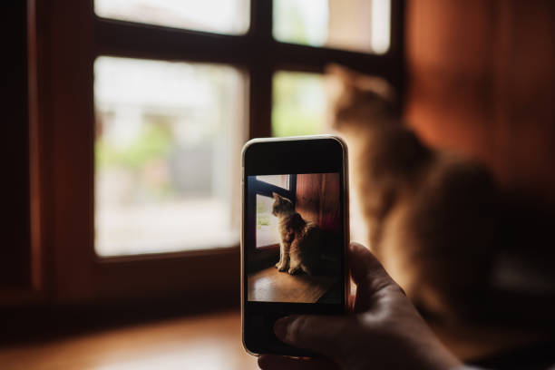 Taking a picture of a cat stock photo