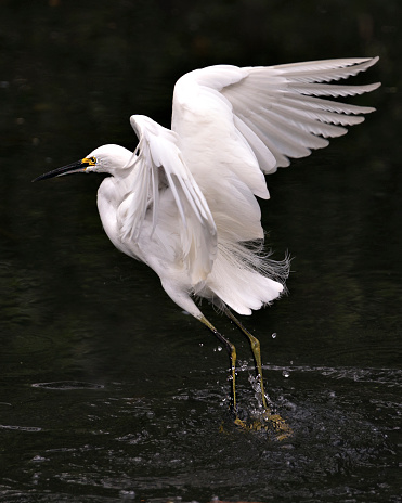 Snowy Egret bird close-up profile view flying over the water and displaying spread white wings, head, beak, eye, fluffy plumage, yellow feet in its environment and surrounding.