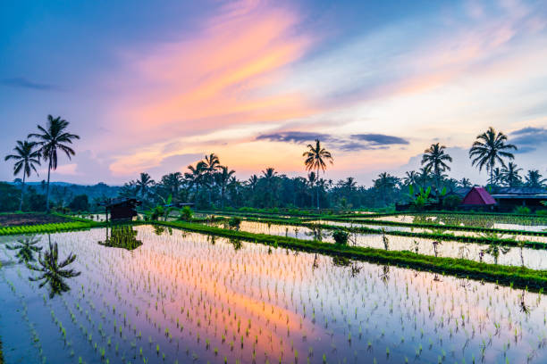 istock Sunrise over rice fields in Ubud, Bali 1217999148