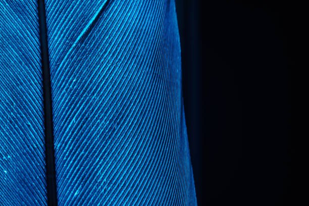 istock Close up Beautiful blue Bird feather background pattern texture for design .  Macro photography view. 1217999239