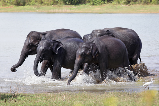 An Sri Lankan Elephant family(Elephas maximus maximus), an endemic subspecies of the Asian Elephant enjoying the bath in Udawalawe National Park