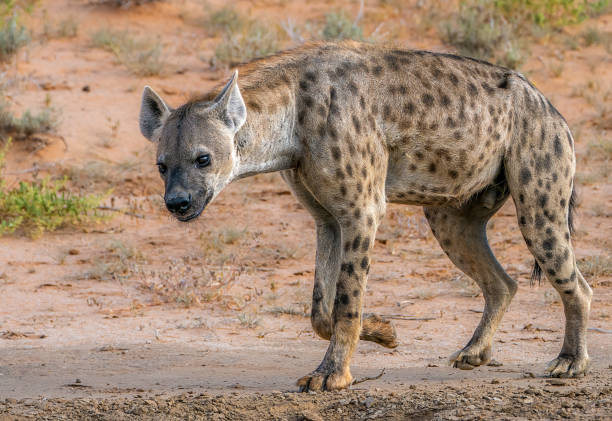 istock lone hyena walking in the veld 1218000589