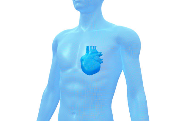 coração, órgão do corpo humano, modelo 3d médico - human heart x ray image anatomy human internal organ - fotografias e filmes do acervo