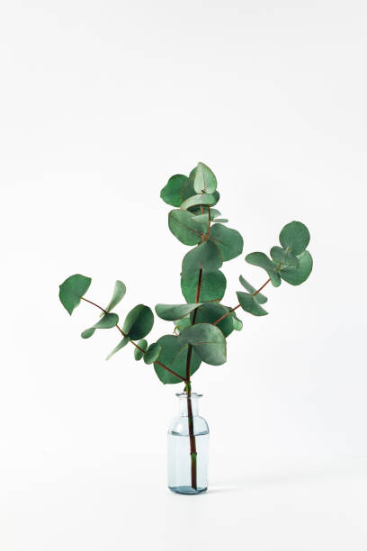 a vaz with a flower. - eucalyptus tree plants isolated objects nature imagens e fotografias de stock