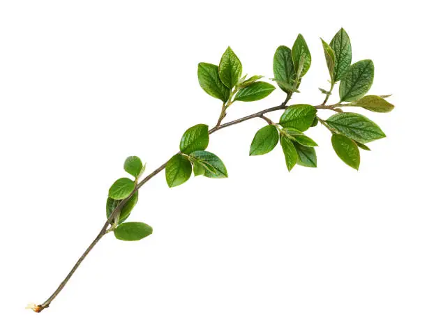 Photo of Spring twig with green leaves