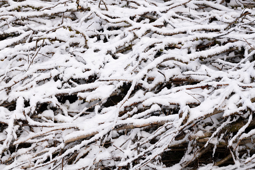 Trunks and branches of trees covered with snow in winter. Probably it is a stack of firewood to be used for heating a home or for cooking meals.