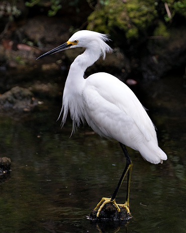 Snowy Egret bird close-up profile view standing on moss rocks with foliage background, displaying white feathers, head, beak, eye, fluffy plumage, yellow feet in its environment and surrounding.