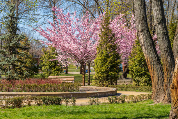 istock Blooming sakura in a landscape park 1218005778