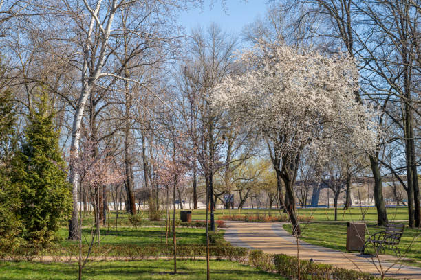 istock Flowering trees in a landscape park in early spring 1218005818