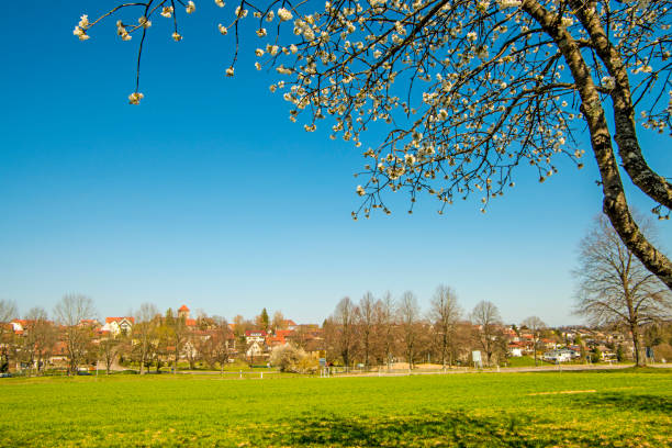 cherry blossom on a blue sky with German small village