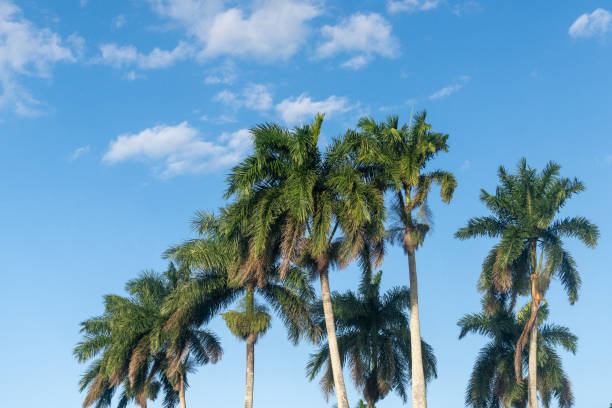 istock Royal Palm Tree which is a  Cuban National symbol 1218010107