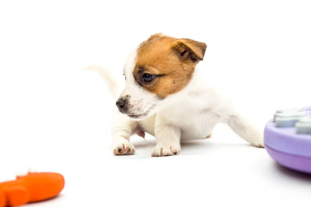 istock Little Jack Russell Terrier puppies 1218010173