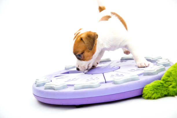 istock Little Jack Russell Terrier puppies 1218010201