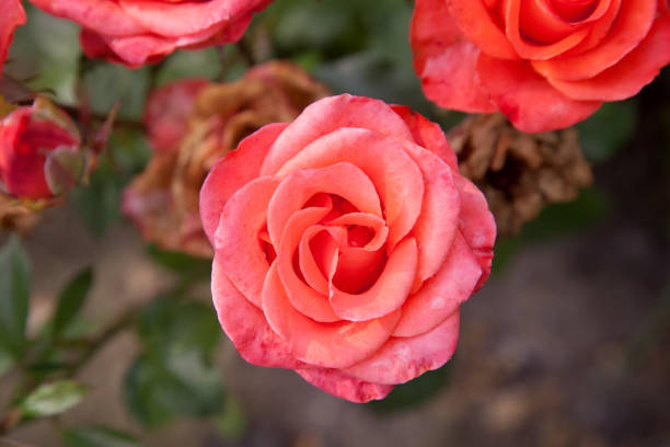 istock Beautiful rose bush growing in the garden 1218010212