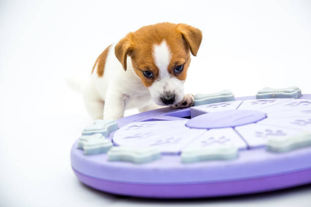 istock Little Jack Russell Terrier puppies 1218010335