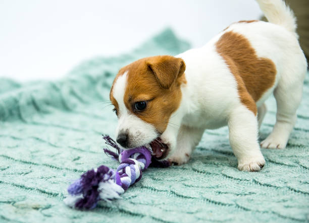 istock Little Jack Russell Terrier puppies 1218010348