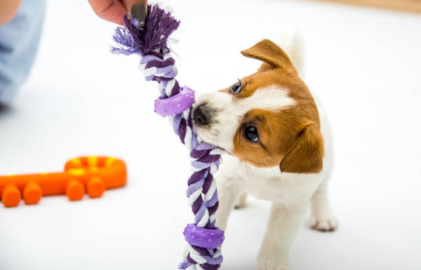 istock Little Jack Russell Terrier puppies 1218010353