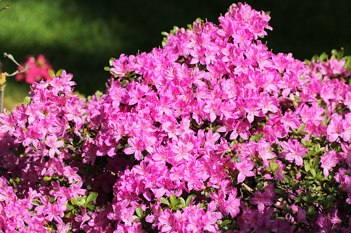 Blooming purple colored rhododendrons in spring
