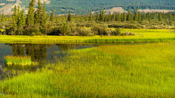 istock landscape over the Yellowhead Highway, Alberta, Canada 1218013175
