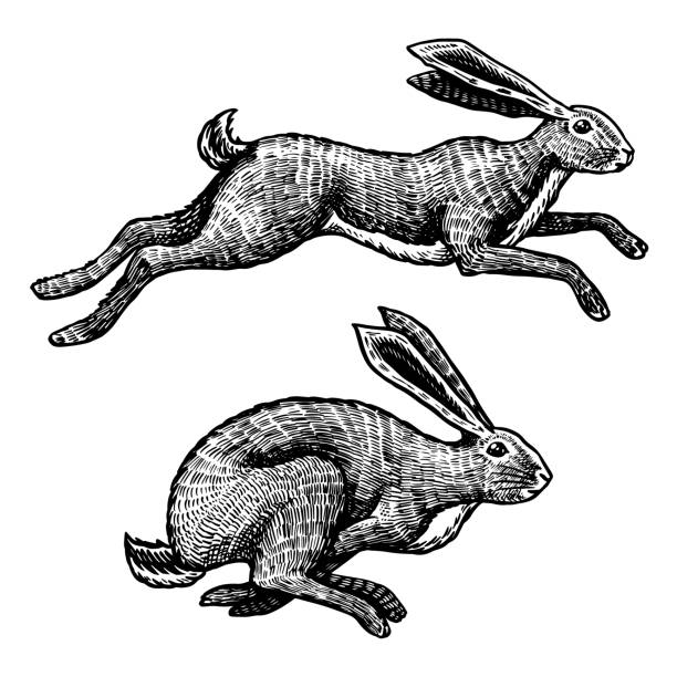 야생 토끼. 토끼가 점프하고 있습니다. 숲 토끼 또는 코니. 손으로 그린 티셔츠, 문신 또는 라벨이나 포스터에 대한 오래된 스케치가 새겨져 있습니다. 벡터 일러스트레이션 - hare stock illustrations