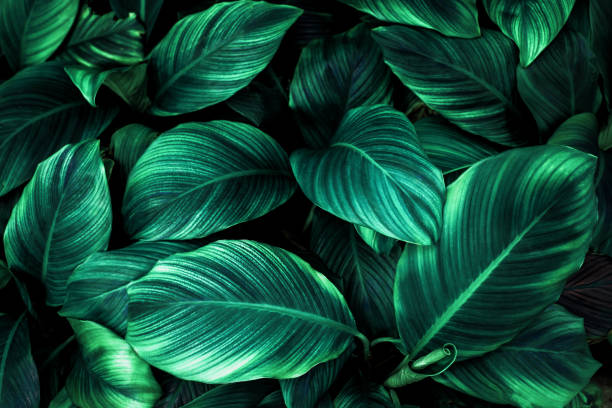 istock green leaves for background and wallpaper 1218015259