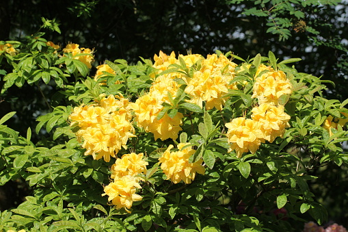 Yellow Rhododendron