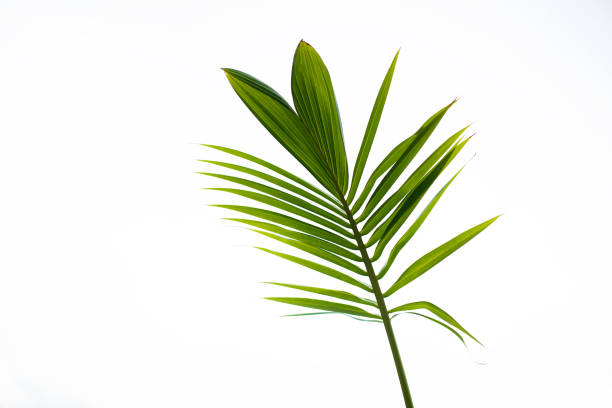 istock green leaves for background and wallpaper 1218015509