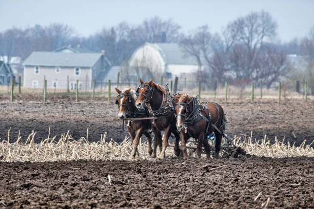 istock Team of Amish Work Horses 1218015518