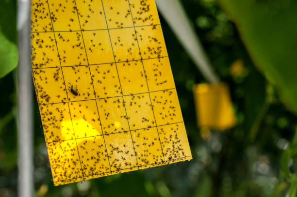 istock insect shield near cucumbers in a modern greenhouse, growing vegetables, pest control 1218015830