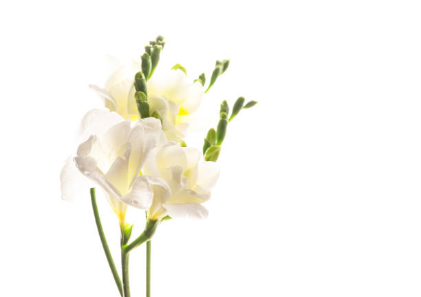 istock Tender white freesia flowers 1218016420