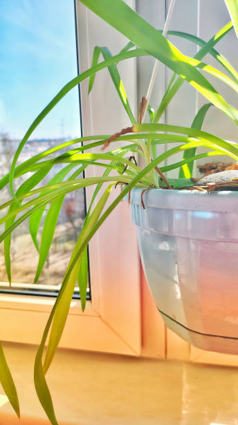 istock Beautiful indoor plants on a warm spring day 1218016977