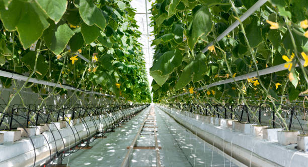 Young cucumber plant growing in greenhouse, - watering system with irrigation control Young cucumber plant with leaves and flowers and buds are growing in greenhouse, power system with control greenhouse stock pictures, royalty-free photos & images