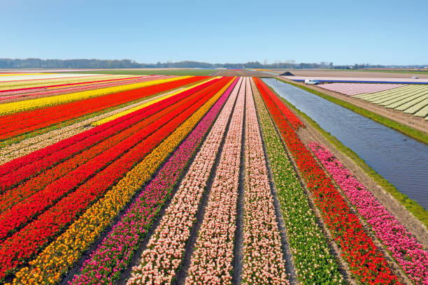 istock Aerial from blossoming tulip fields in the Netherlands 1218019505