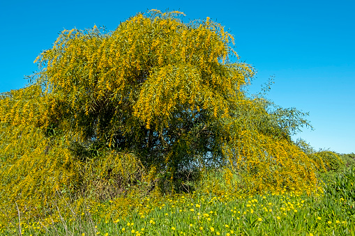 Blossoming mimosa tree against a blue sky in Portugal